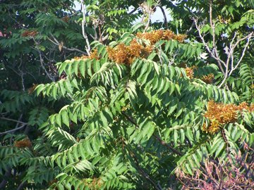 Ailanthus altissima / Ailanto